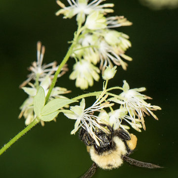 A female worker bumble bee (Bombus sp)