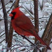 Donna Robertson's photo