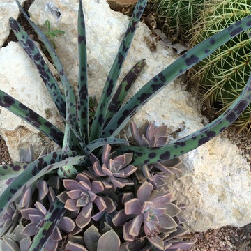 Xeriscape #2