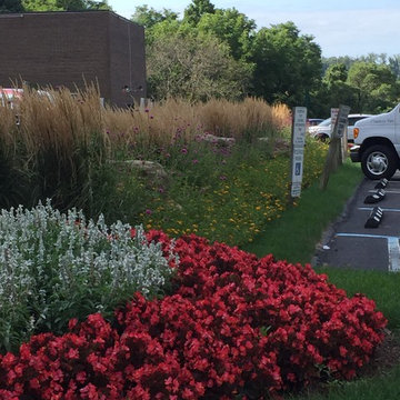 Begonia and Salvia Planting