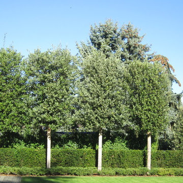 Klare Linie