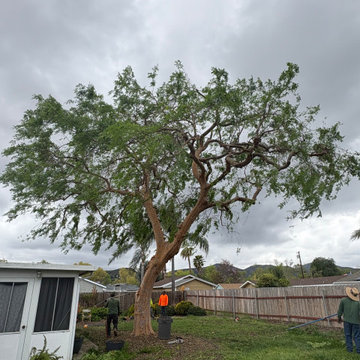 Tree Care