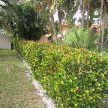 Individual Plant Photos # 1:Customer Aid (Not complete- hundreds will be here)