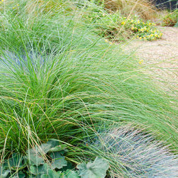 Native grasses replacing a front lawn - Plants