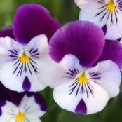Lisa Scott's photo