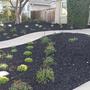 Drought Tolerant