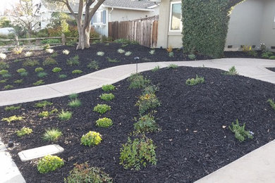 Photo of a large traditional front yard full sun xeriscape in San Francisco.