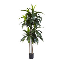 plants