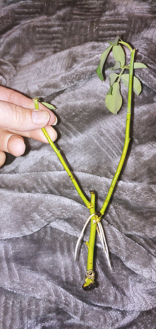 Rooting roses in water