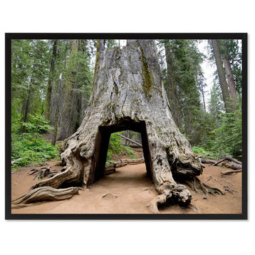 Giant Sequoia Tree Yosemite Landscape Photo Canvas Print with Frame, 13"x17"