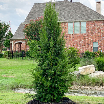 Evergreen Trees & Shrubs