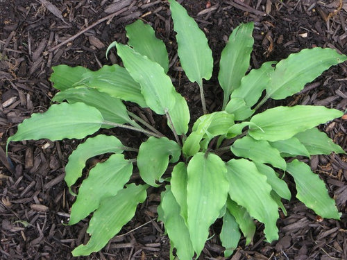 Some Hosta In My Garden Today