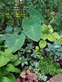 elephant ears in my ground freeze MI | Houzz Forum