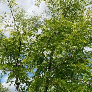 Garden Planting Design and Landscaping in St Albans