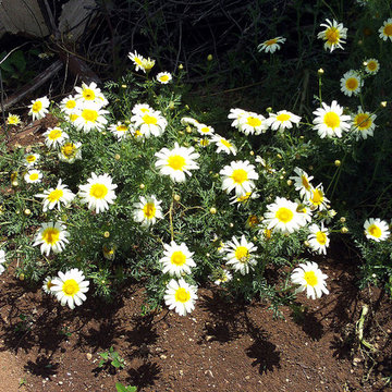 Spreading Out in 2016 (Garland Daisy seeds grown in 2015 for sale)