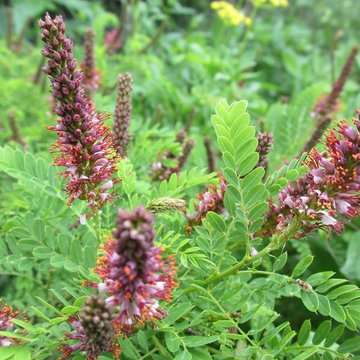 Amorpha Nana