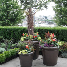 Palms in containers