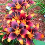 Foto di Dee Savisky