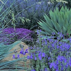 Xeriscape Design