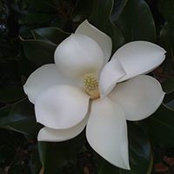 Tish Sheppard's photo