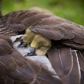 Mandi Goddard's photo