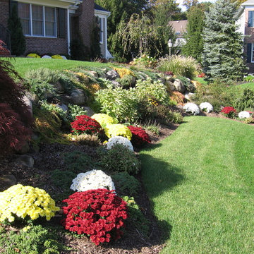 Fall Mum Planting