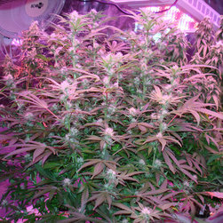 LED Aquarium Light - Products