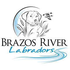 Brazos River Labradors