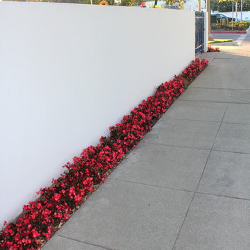 Front Yard Wall with Border Planting Begonias
