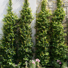 Contemporary Landscaping