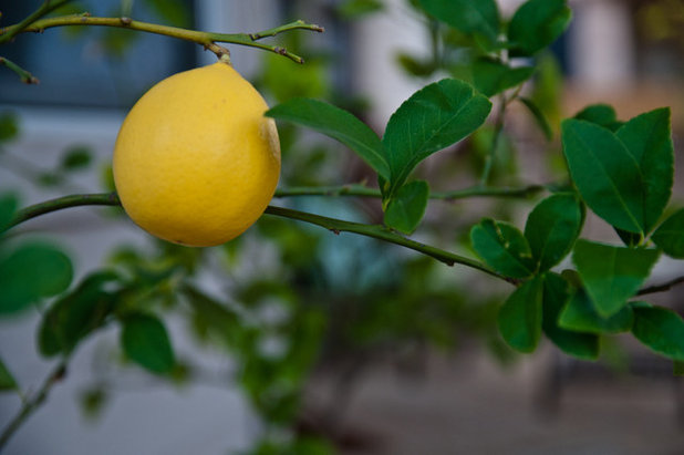 Making Lemons