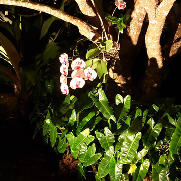 Garden Santuary Landscape Renovation