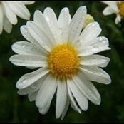 Rahat Khan's photo