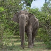 Asitha Jayathilake's photo