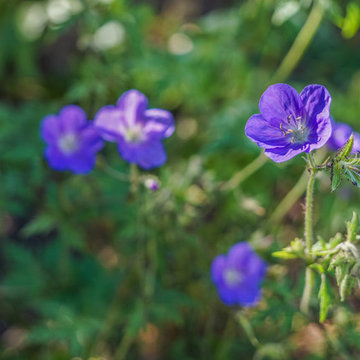 Wild Geranium within a Small Woodland Garden, Cambridge, MA
