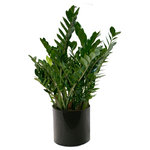 Scape Supply - Live 3' Zamioculcas Zamiifolia (ZZ) Package, Black - The Zamioculcas Zamiifolia is often referred to as the ZZ Plant due to its wild sounding name.  This thicker ZZ package includes a 16 inch commercial quality plastic planter that stands between 36-40 inches tall.  The ZZ plant at this size has taller branches that will eventually open out as the plant grows (over a year).  The leaves are a lovely rounded shape that are thicker and more plump than most.  The ZZ  is very hearty, requiring less water  and can handle areas of low light.  This package goes well with any interior design style and definitely brings an interesting look to your individual aesthetic.  It has become a very popular plant in the last couple of years and is nice option for a medium sized foliage for your home.