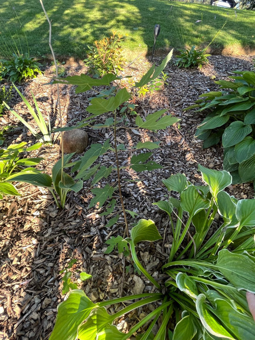 Transplanting volunteer maple trees?