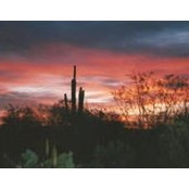 Sue Reich's photo