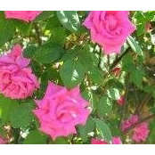 Lisa Abney's photo