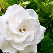 Leslie Cullen's photo