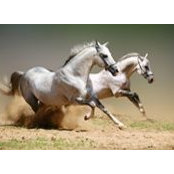 Zaher Mrads foto