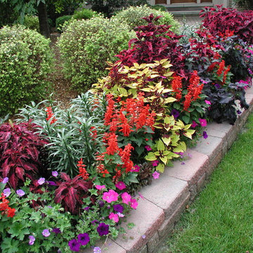 Color Explosion