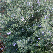Lind Plants