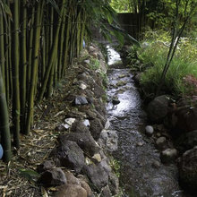 Bamboo Landscaping
