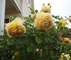 Heirloom Roses reports Graham Thomas is the world's favorite rose.