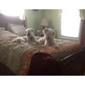 Michelle Waldron's photo