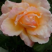 Winonia Hadley's photo