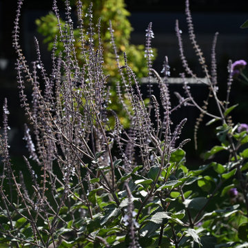 Pollinator Haven
