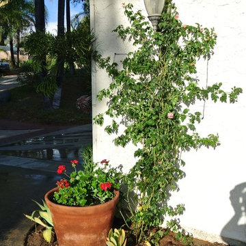 Singing Hills drought tolerant landscape