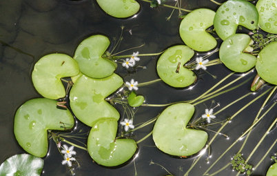 Концы в воду: Декоративные растения для оформления пруда